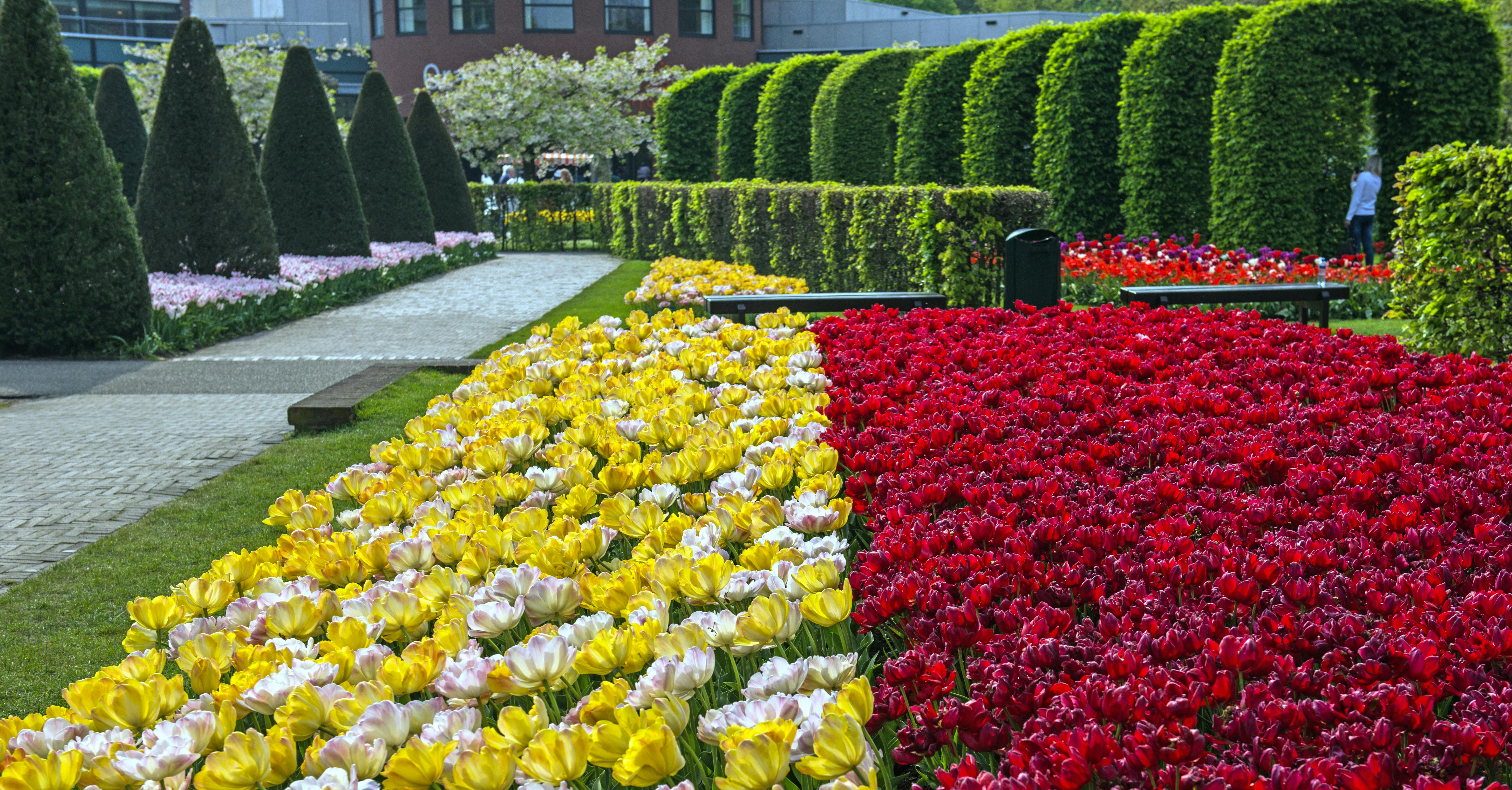 A garden with vibrant yellow and red tulips, neatly trimmed hedges, a stone pathway, and a distant blooming tree.