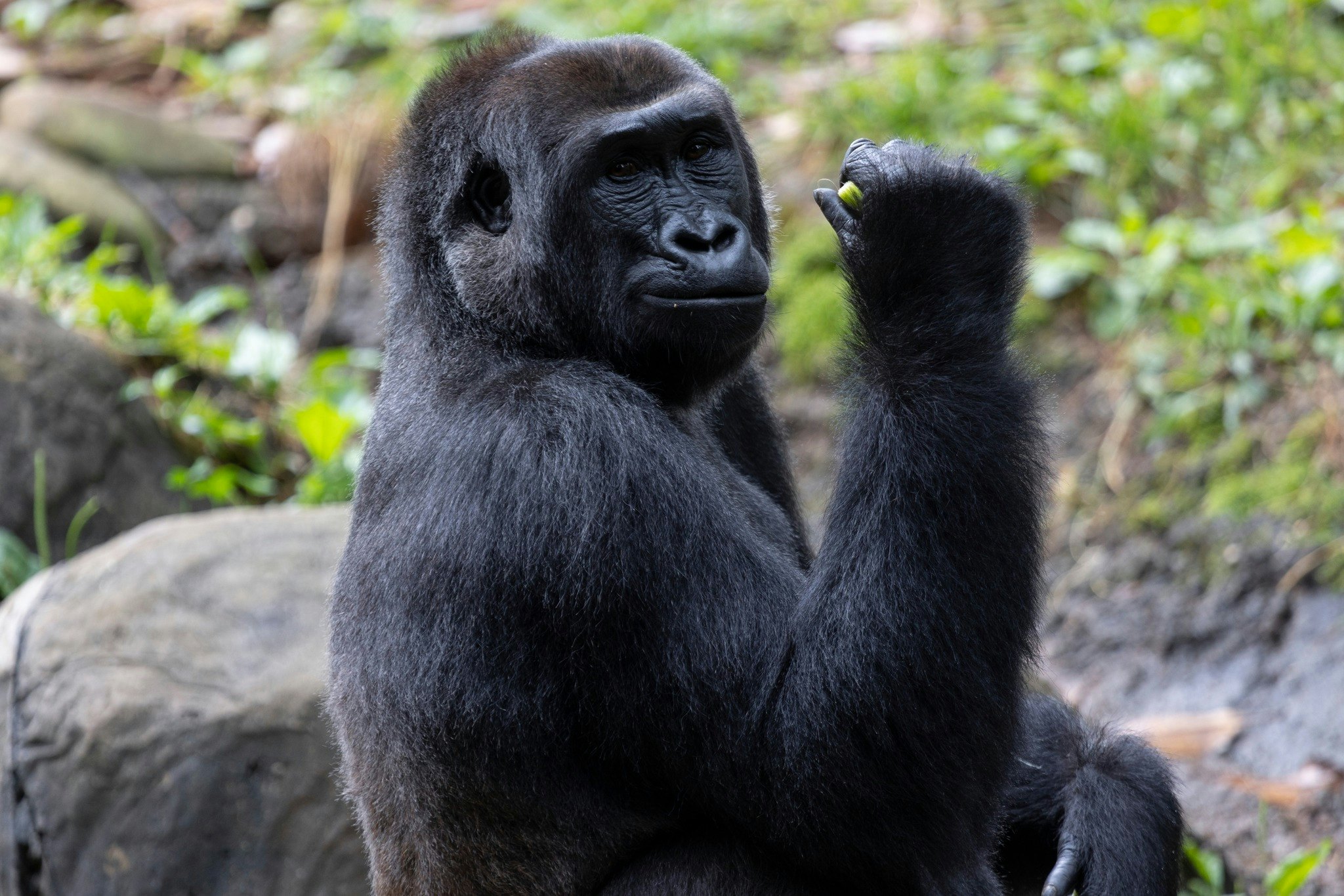 Zoo Atlanta: Entry Ticket