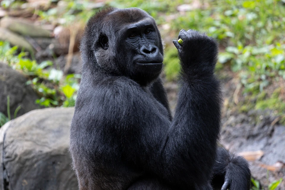 Zoo Atlanta