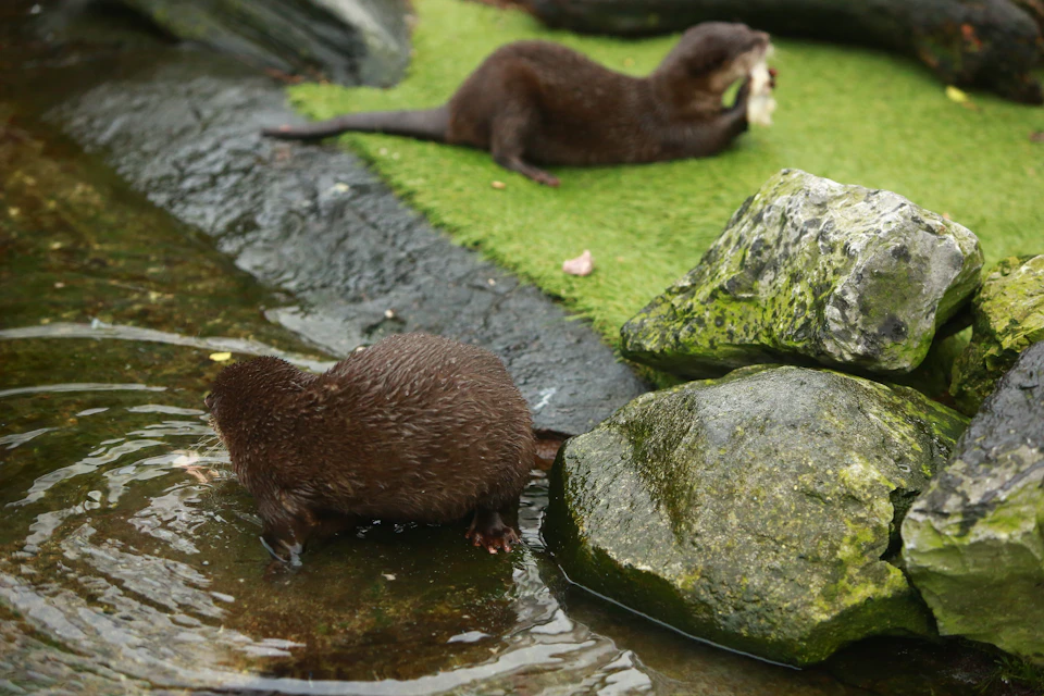 Two otters near rocks, one in water, and the other eating on grass in an enclosure.