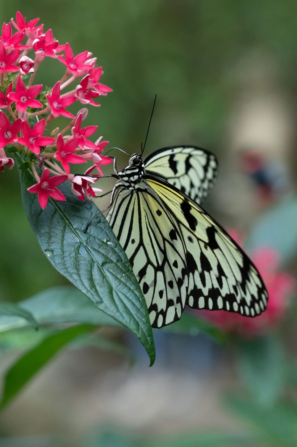 Black and white butterfly perched on a green leaf with bright pink flowers in the background.
