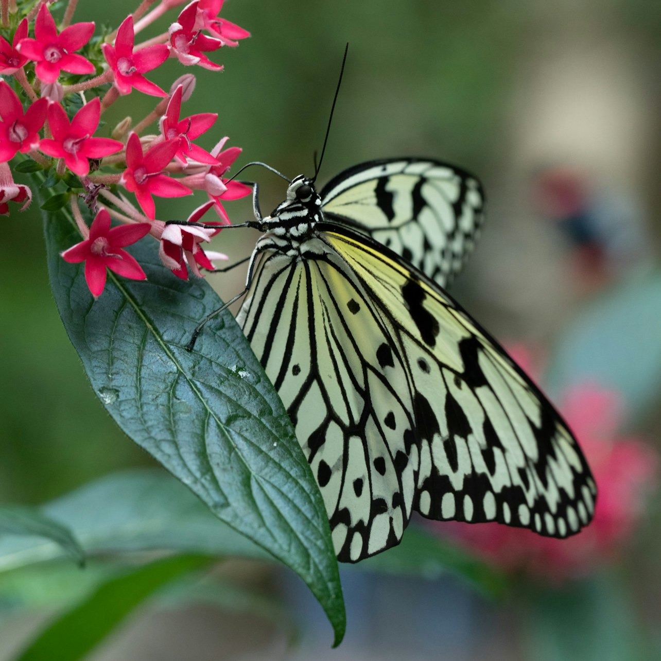 Cockrell Butterfly Center no Museu de Ciência Natural de Houston - Acomodações em Houston, Texas
