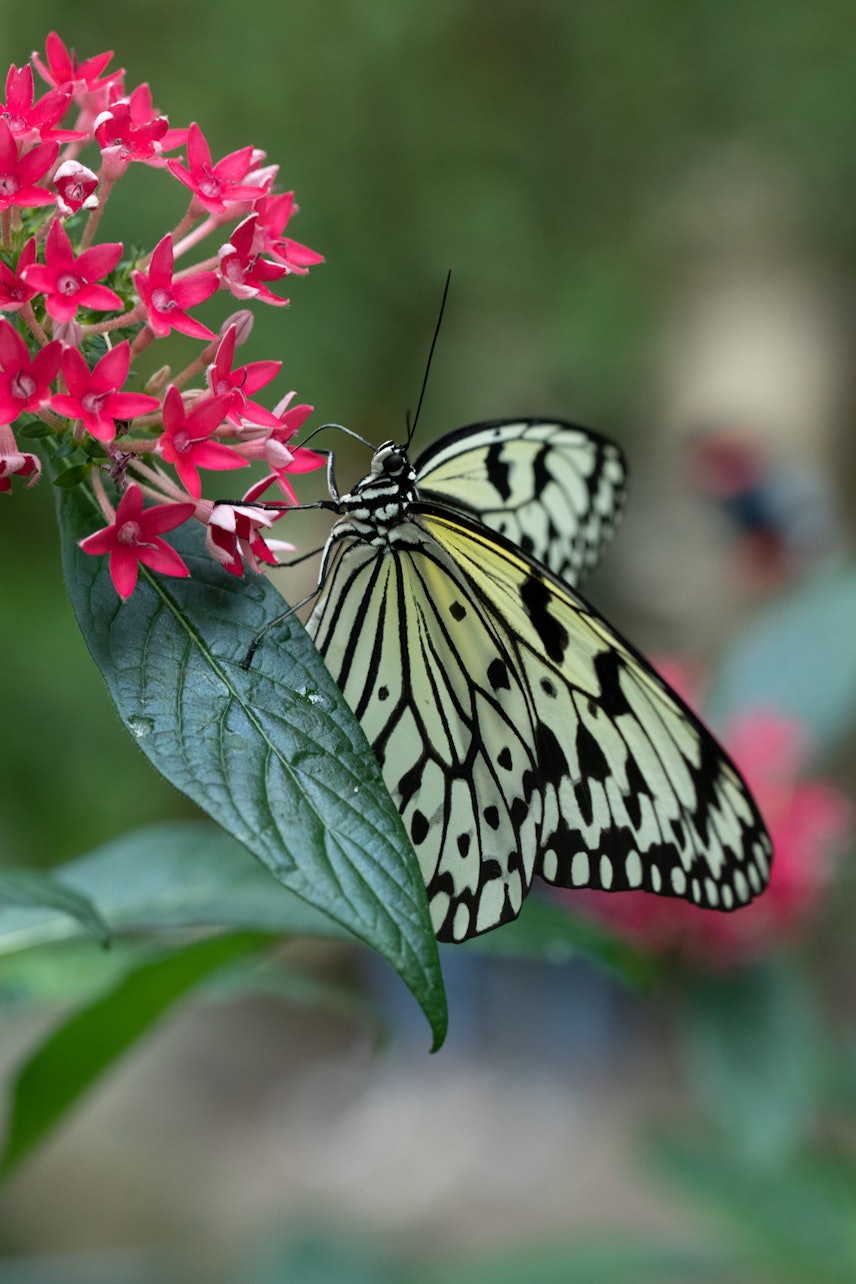 Cockrell Butterfly Center no Museu de Ciência Natural de Houston - Acomodações em Houston, Texas