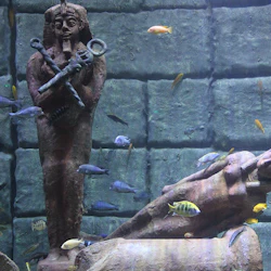 Undervattensscen med forntida statyer, inklusive en faraofigur, en liggande figur och en katt, omgiven av färgglada fiskar.