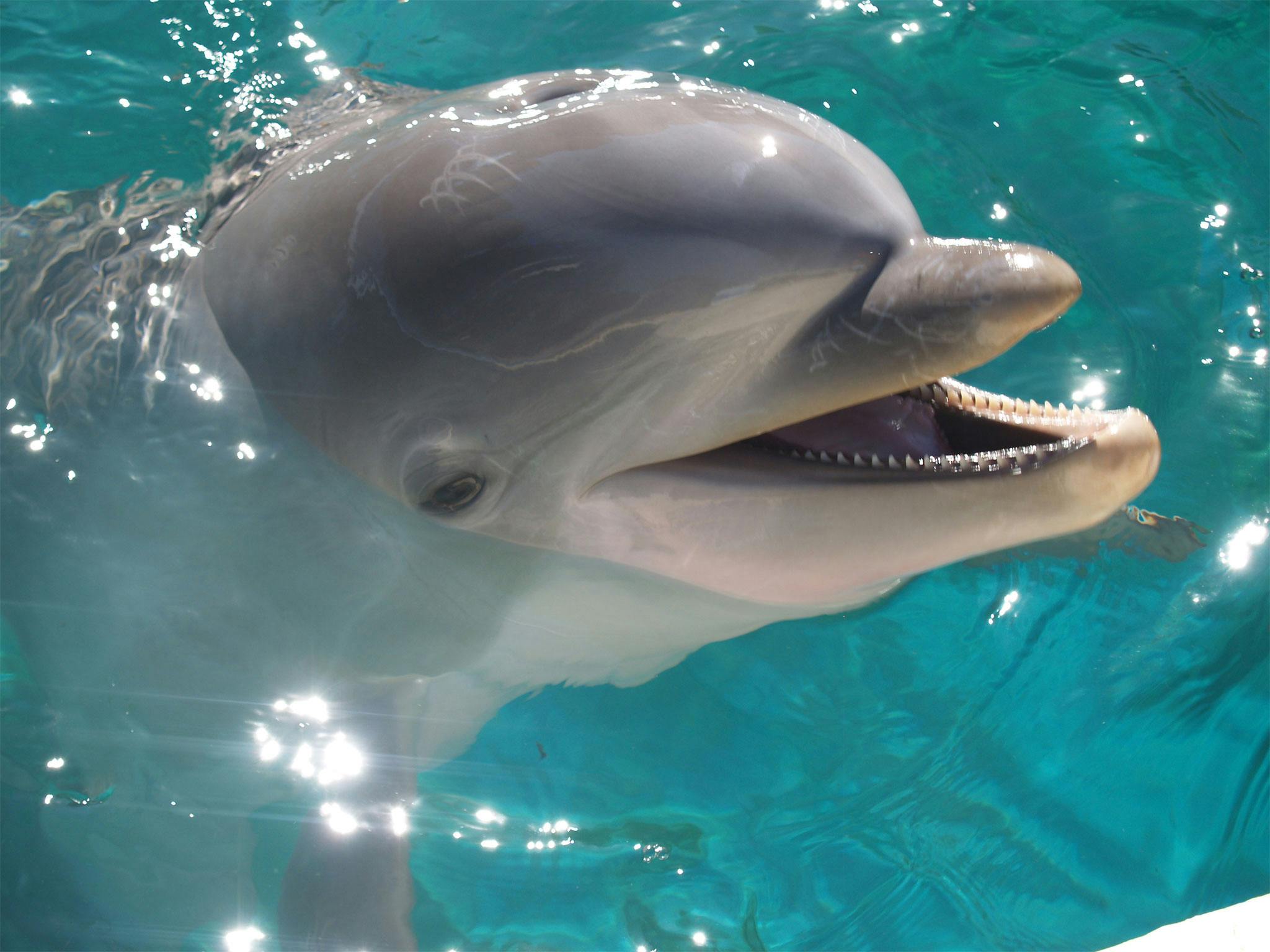 马德里动物园水族馆