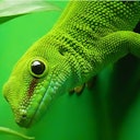 Primo piano di una lucertola verde con pelle strutturata su uno sfondo verde, con foglie parzialmente mostrate nelle vicinanze.