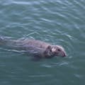 Meet the Local Harbour Seals 