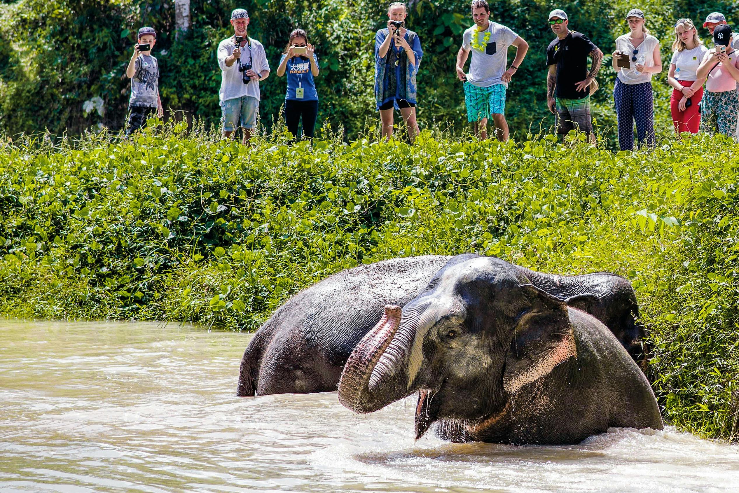 Δύο ελέφαντες κάνουν μπάνιο σε ένα ποτάμι, ενώ μια ομάδα ανθρώπων στέκεται στην όχθη του ποταμού και βγάζει φωτογραφίες. Πυκνό πράσινο περιβάλλει τη σκηνή.