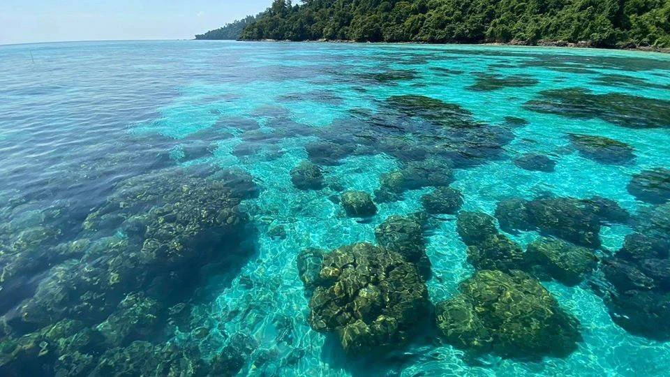 Clear blue water with visible coral formations, green foliage-covered coastline in the background.