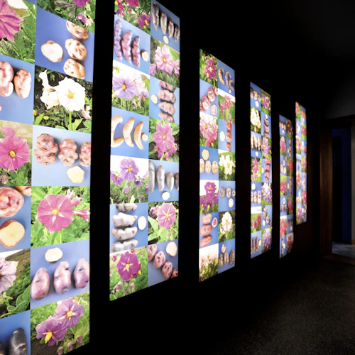 Museu da Batata Frita Bruges - Photo 6