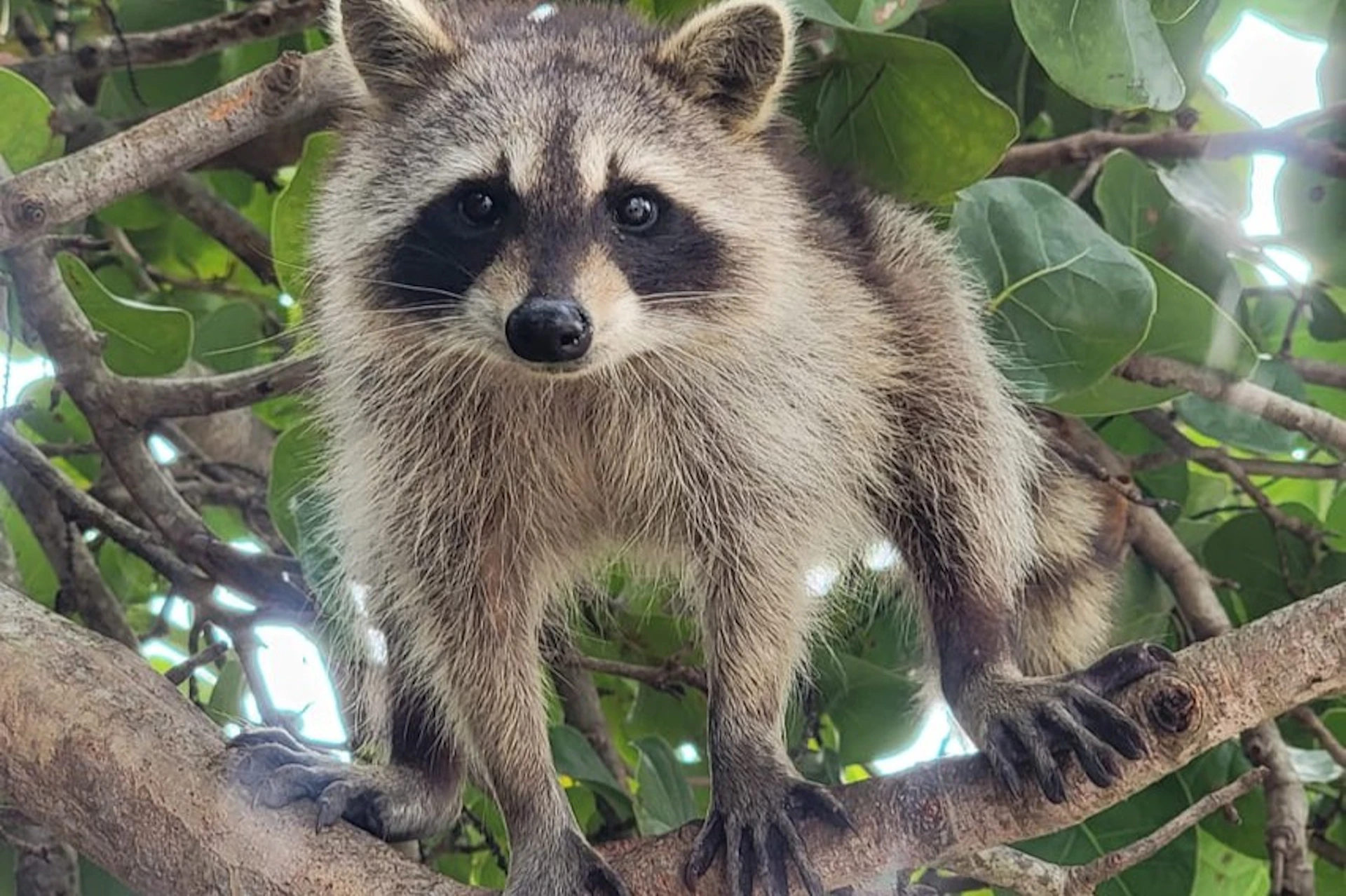 Raccoon