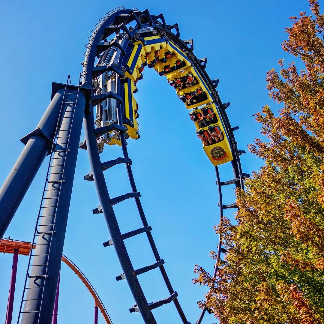 As pessoas andam num loop de uma montanha-russa amarela com suportes pretos contra um céu azul límpido, rodeado por árvores de outono.