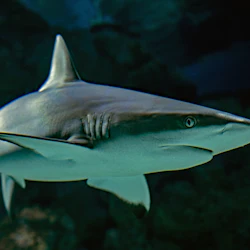 Cairns Aquarium: Entry Ticket 5