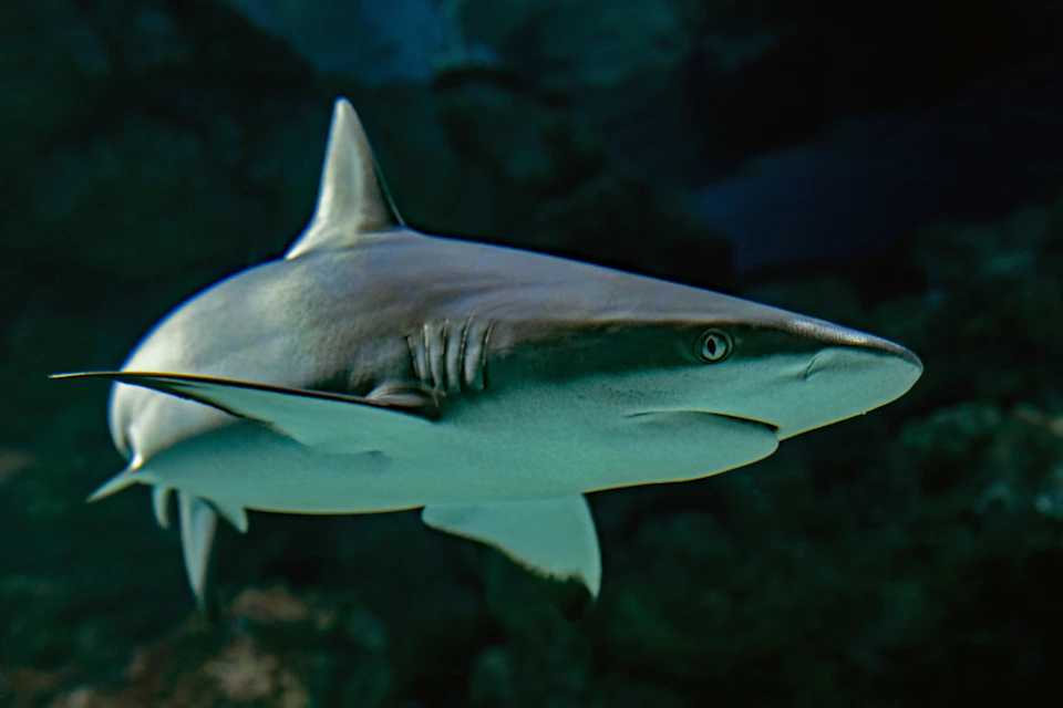 A close-up of a shark swimming underwater, with a dark blue and green background.