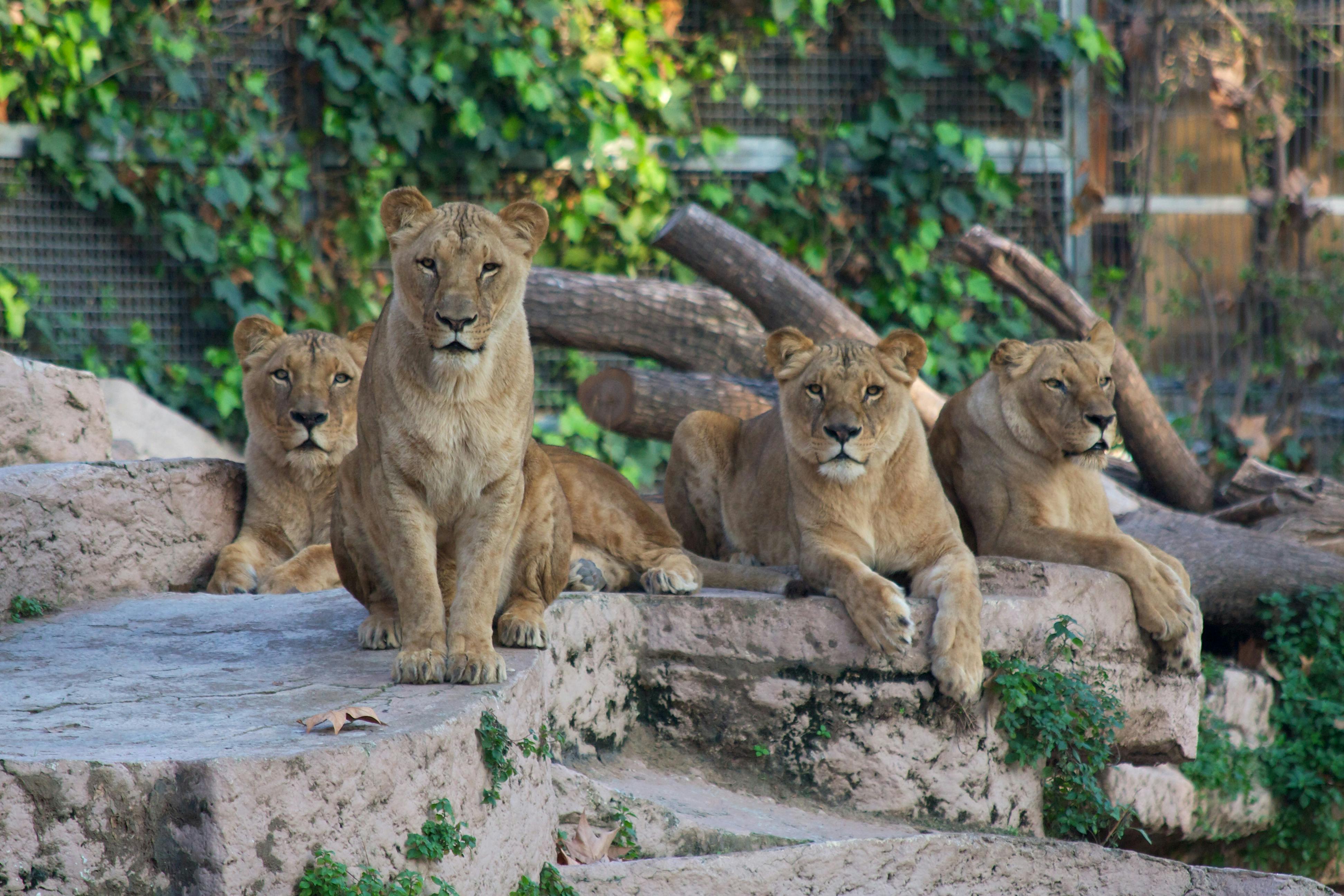 Zoo jeno. Зоологический парк Барселоны. Львы в зоопарке Барселоны. Кёльнский зоопарк кёльн. Зоопарк Барселоны фото.