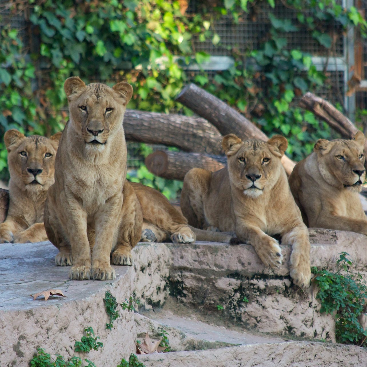 Barcelona Zoo: Skip The Line Ticket in Barcelona β Tiqets