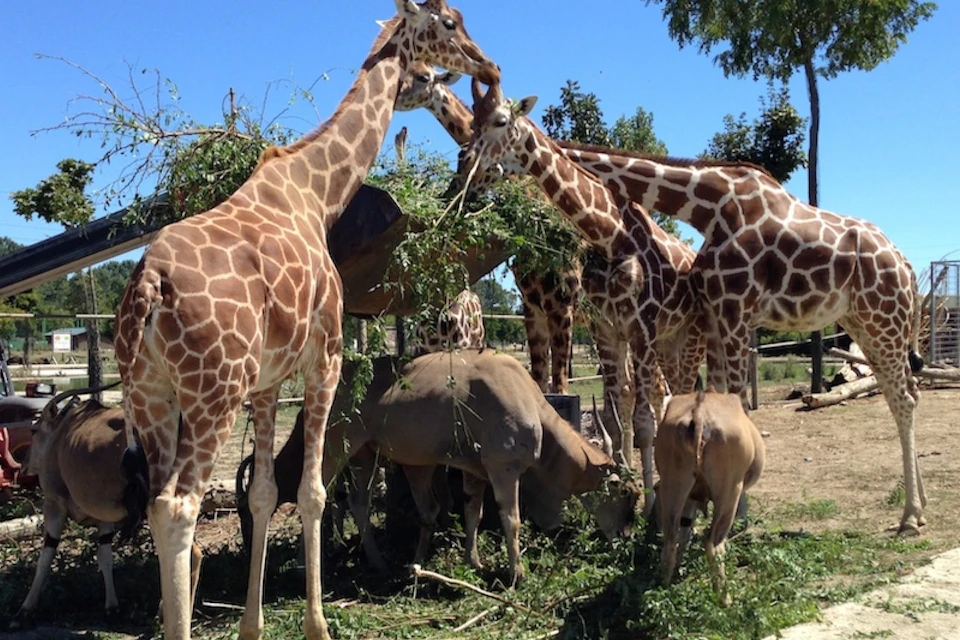 Animals