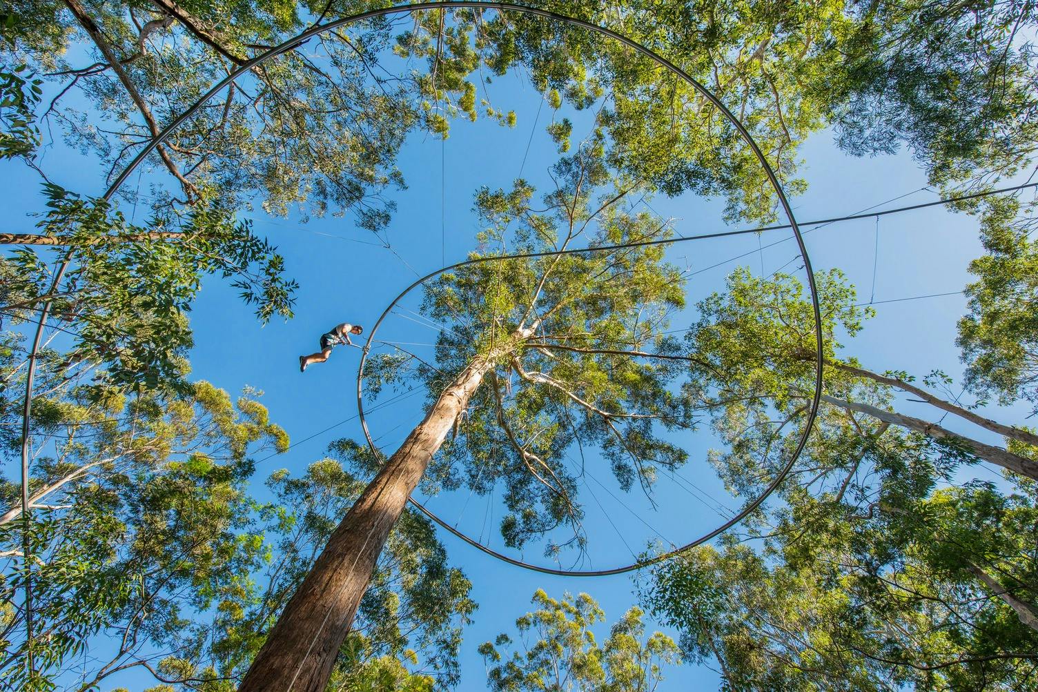 Treetops Adventure Central Coast: Zipcoaster Ride in Wyong Creek – Tiqets