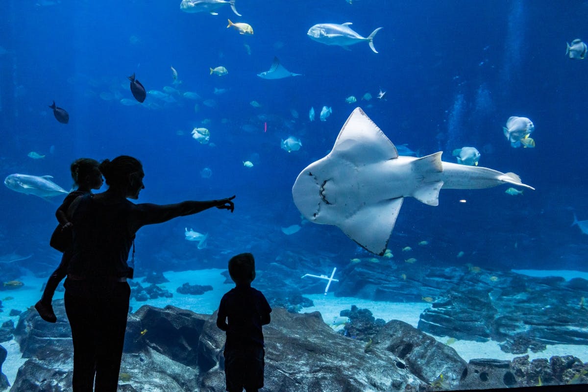 ジョージア水族館、アトランタのチケット | Tiqets