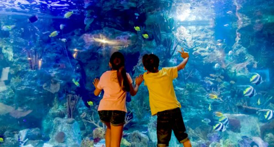 Two children standing in front of an aquarium, interacting with fish and marine life. The water is illuminated by blue lighting.