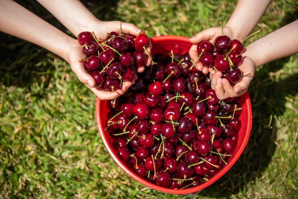 Two hands holding fresh cherries above a red bucket filled with cherries, placed on green grass.