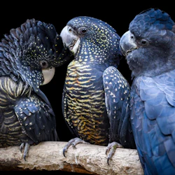 Featherdale Sydney Wildlife Park: Entry Ticket 3