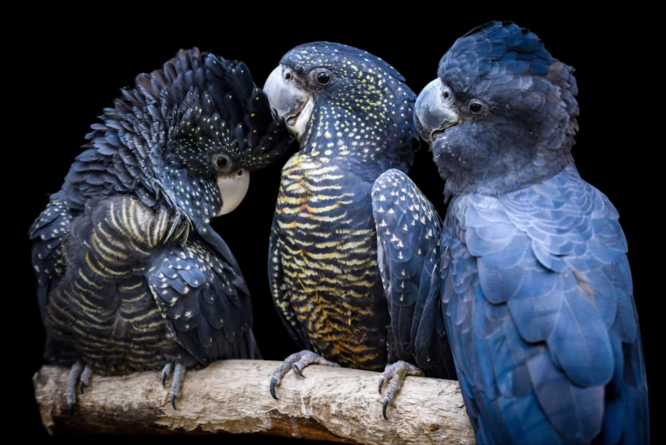 Three black cockatoos with distinctive feather patterns perched closely together on a branch against a dark background.