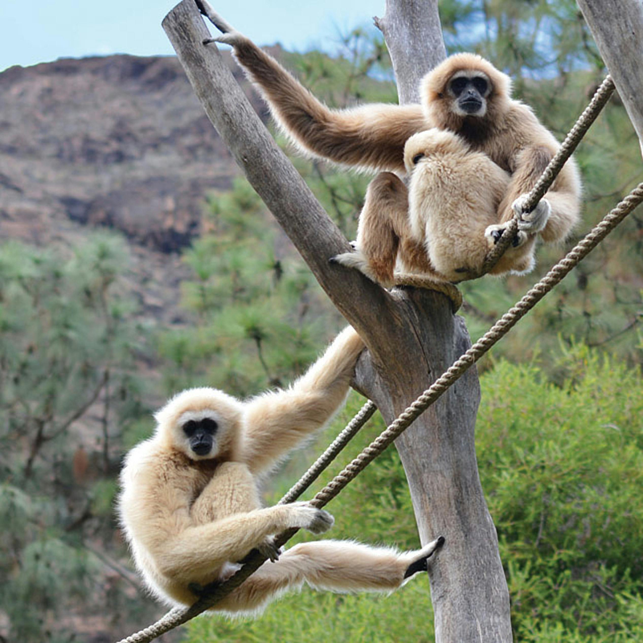 两条浅毛长臂猿栖息在绳索和木梁上的自然户外环境中，背景是绿色植物和山脉。