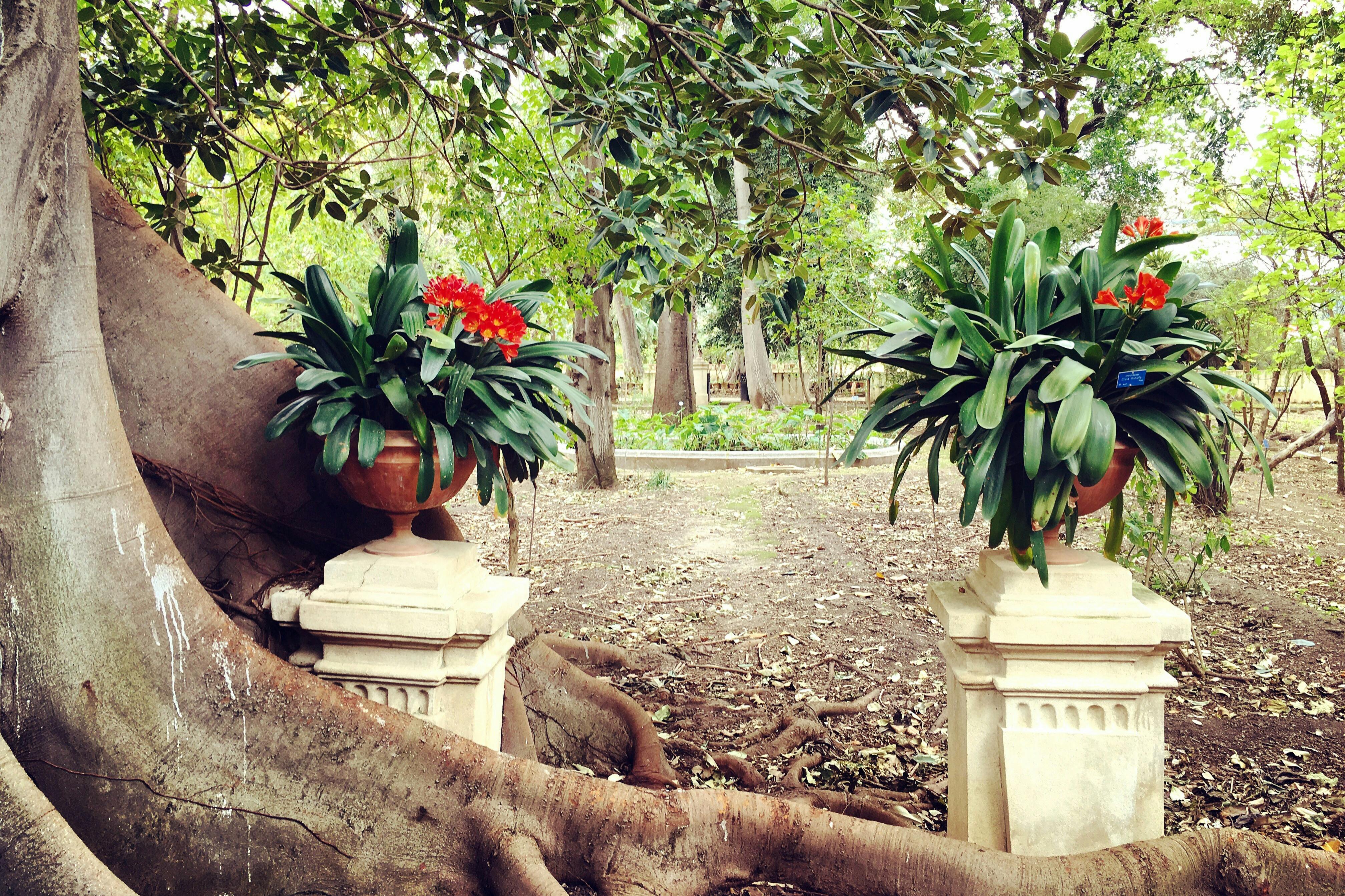 Βοτανικός κήπος