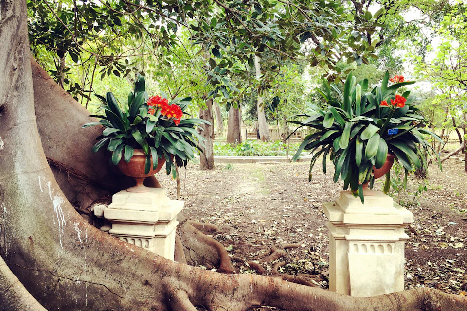 Botanic garden