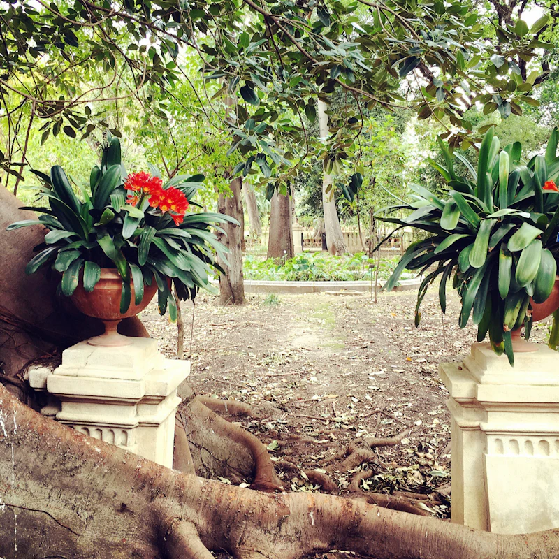 Palermo Botanical Garden: Entry + PemCards Postcard