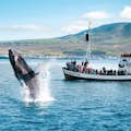 Humpback whale breaching near Húsavík