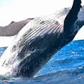 Humpback whale breach  