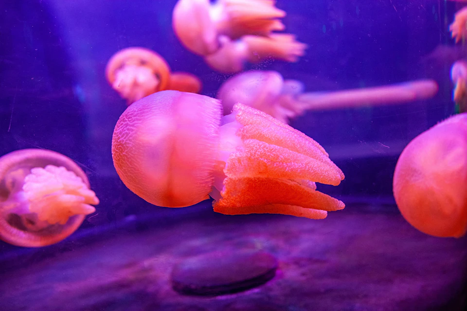 SEA LIFE Sydney