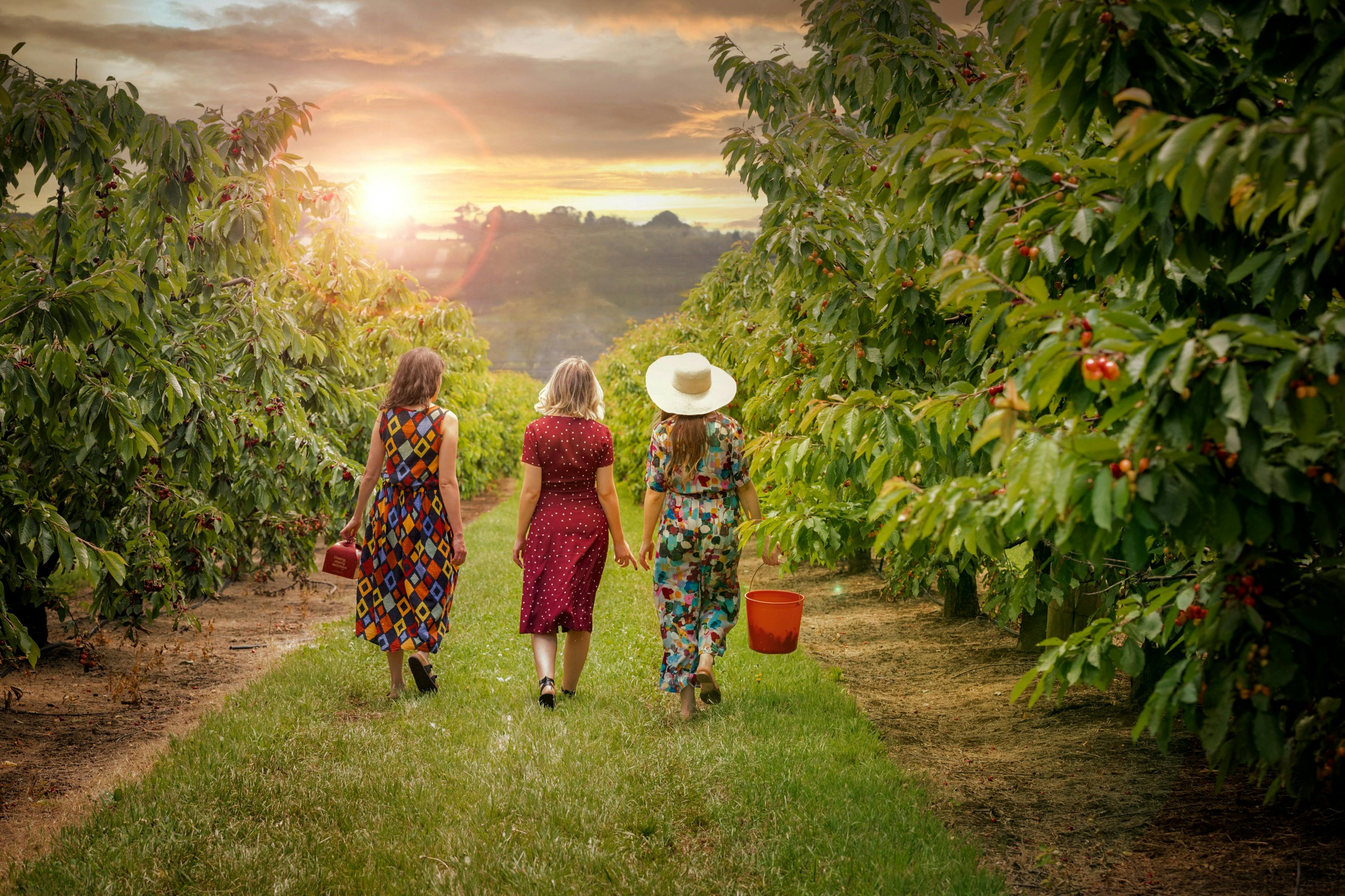 Three women in dresses and hats walk through a cherry orchard at sunset, each carrying buckets for harvesting.