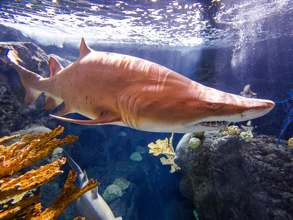 フロリダ水族館への行列スキップチケット Tiqets