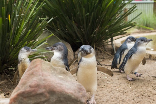フィリップアイランドペンギンパレードとマルパーク動物保護区(即日発券)