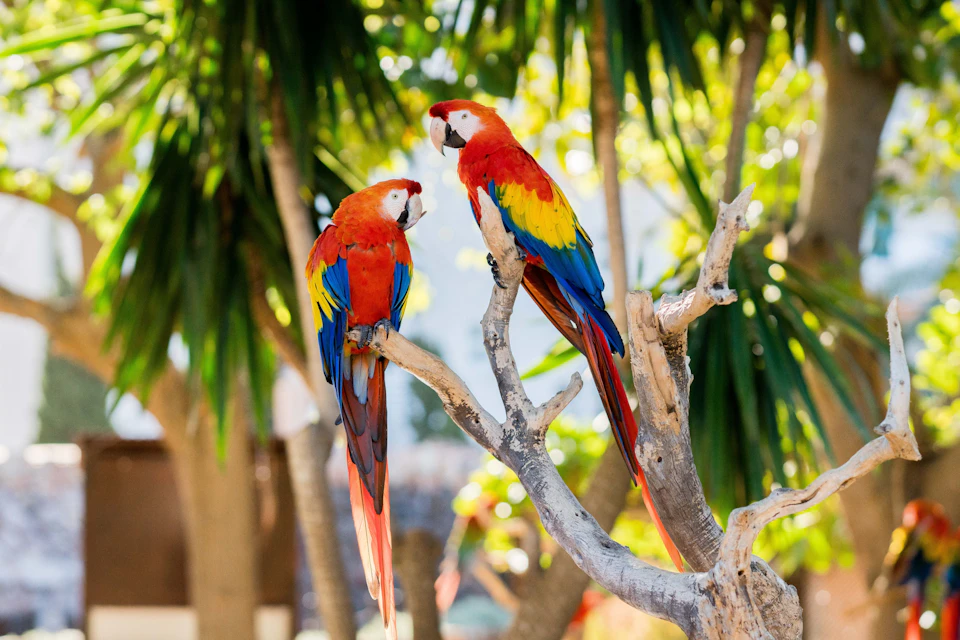 Two colourful parrots perched on a branch with tropical trees in the background.