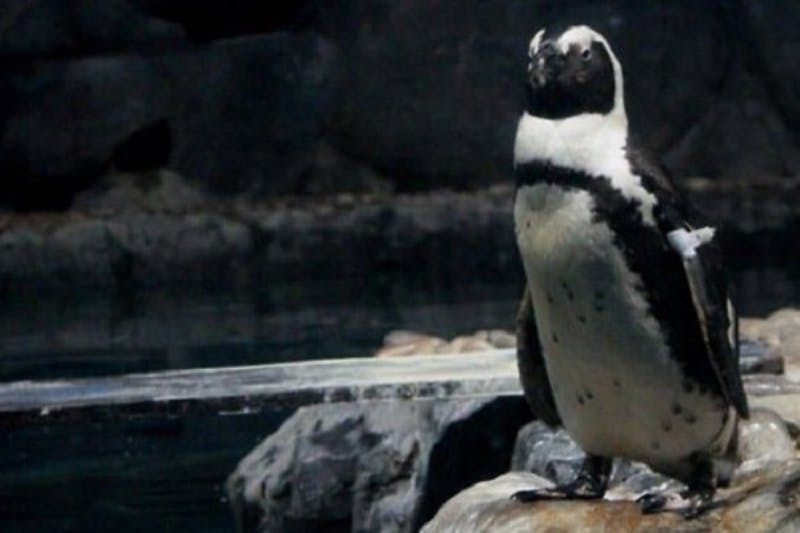 Un pinguino si trova su una roccia accanto a un'acqua scura e riflettente con uno sfondo roccioso.