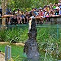 Zookeeper som matar en gigantisk saltvattenkrokodil