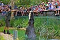 Cuidador del zoològic que alimenta un cocodril d'aigua salada gegant