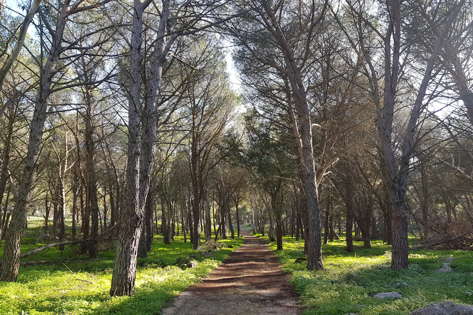 A dirt path runs through a dense forest of tall, leafless trees with green undergrowth on a sunny day.