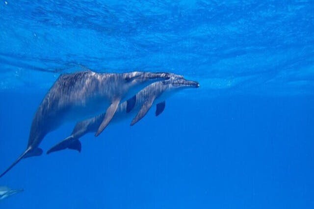 δύο δελφίνια