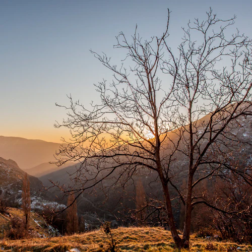 Ett bladlöst träd i förgrunden vid solnedgången, med böljande berg och en klar himmel i bakgrunden.