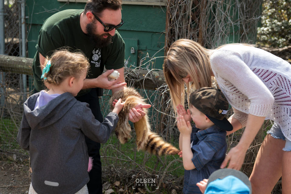 Two children and two adults interact with a raccoon outdoors. The adults assist the children in gently touching the animal.