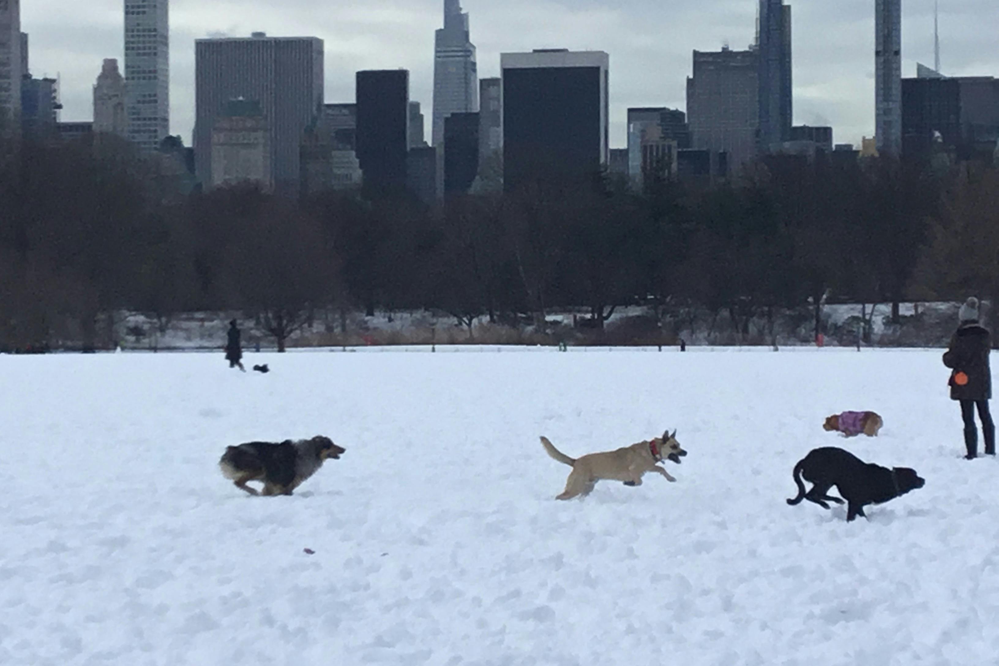 The Great Lawn on a winter’s day