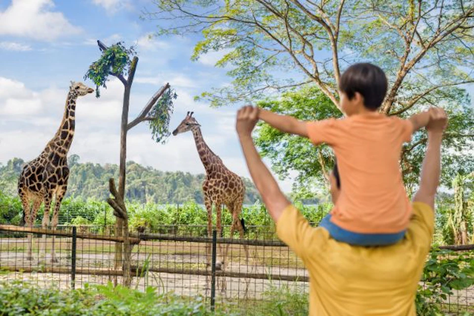 Child on adult's shoulders waving at a giraffe behind a fence, with trees and a bird nearby. Sunny outdoor setting.