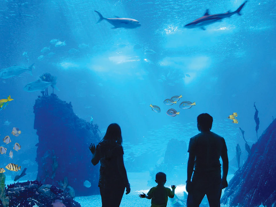 Silhouettes of three people standing in front of a large aquarium, watching fish and sharks swim by.