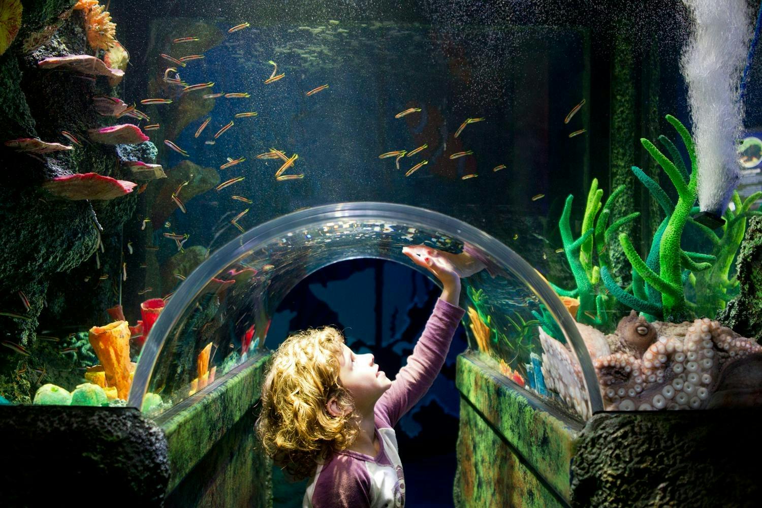 SEA LIFE Sydney Aquarium: Entry Ticket (B2B Product) 4