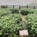 Plantation de thé de Bagua